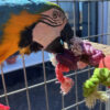 Percha Cactus - Imagen 4