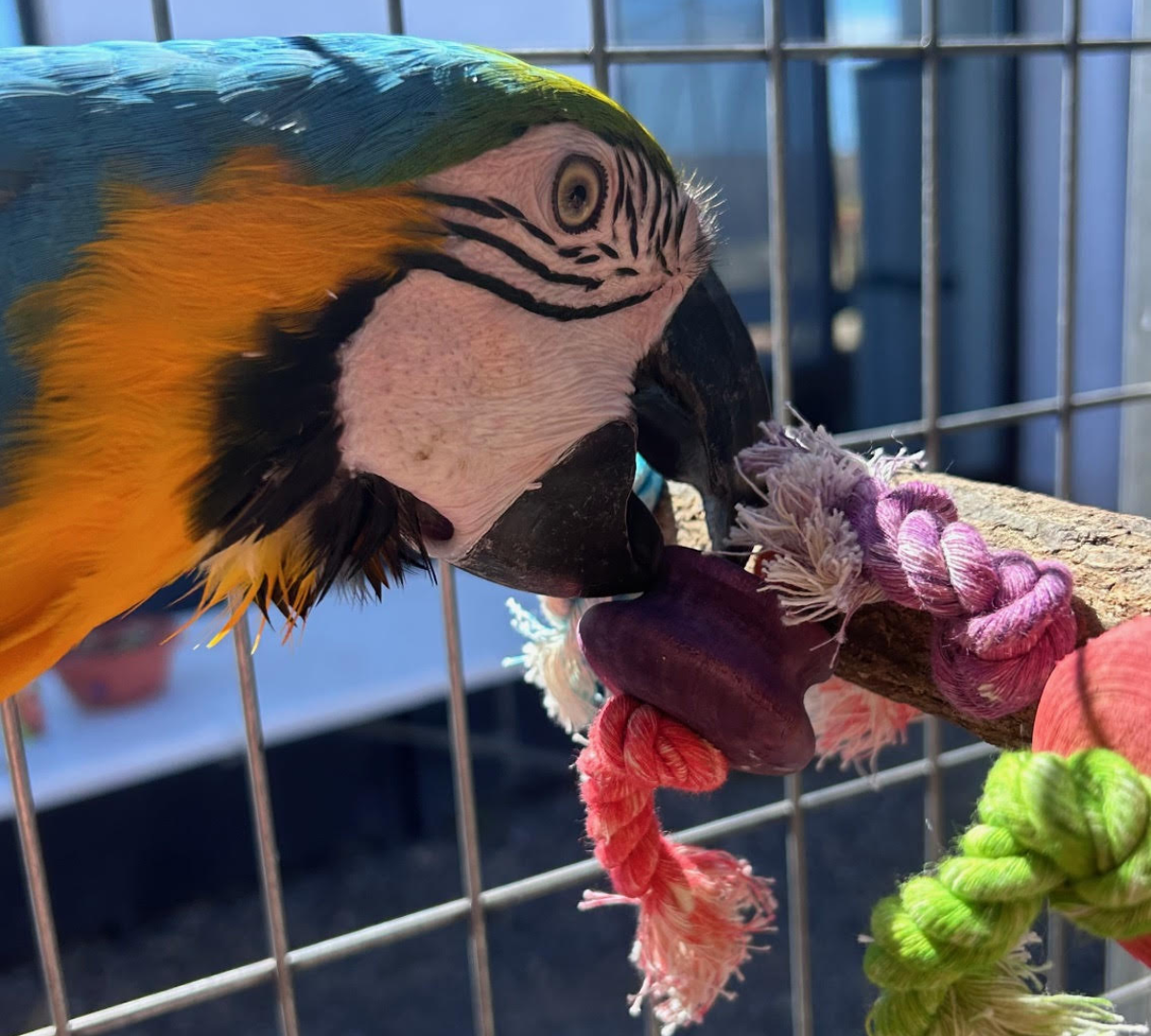 Alimentación y enriquecimiento ambiental para loros y guacamayos.