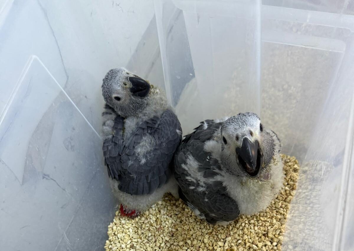 Psittacus Erithacus Erithacus - Imagen 2