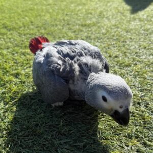 Psittacus Erithacus Erithacus