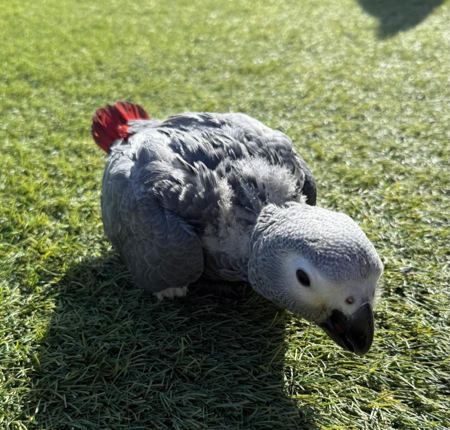 Psittacus Erithacus Erithacus