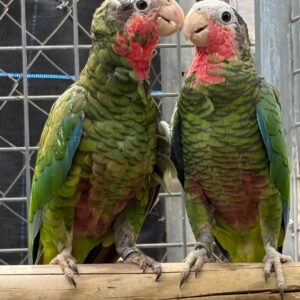 Pareja Amazona Leucocephala