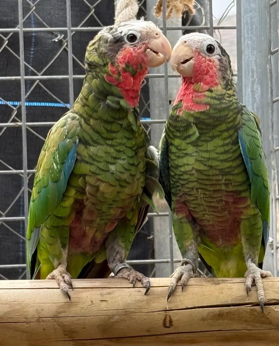 Pareja Amazona Leucocephala