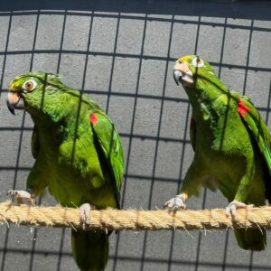 Pareja Reproductora Amazona Ochrocephala