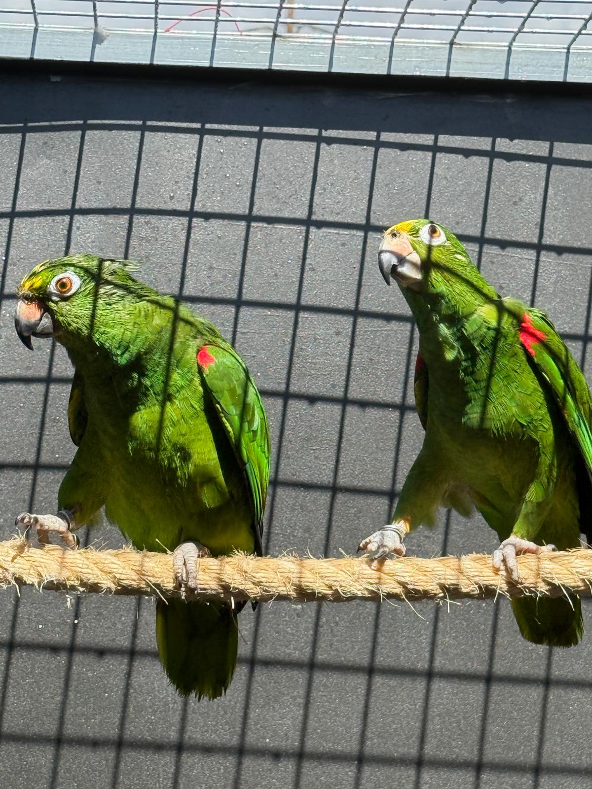 Pareja Reproductora Amazona Ochrocephala