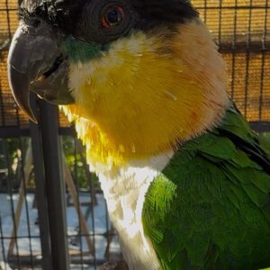 Pionites Melanocephala Macho