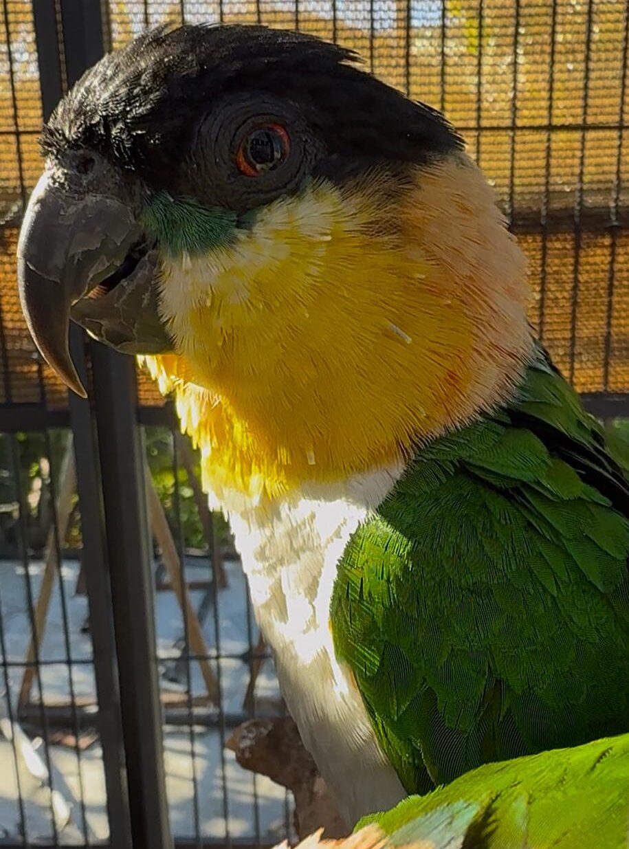 Pionites Melanocephala Macho