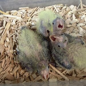 Ninfa Para Empapillar