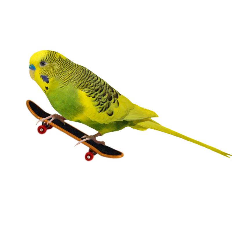 Petlala Parrot Agility Training Set - Imagen 4